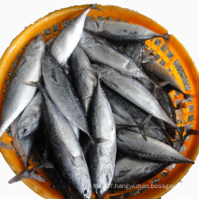 Frozen Auxis Thazard Skipjack Whole Round Bonito Fish For Canned Factory